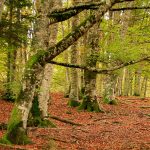 Selva de Irati, Navarra / Foto: Miguel Ángel García Ólvega [CC BY 2.0] Wikimedia Commons