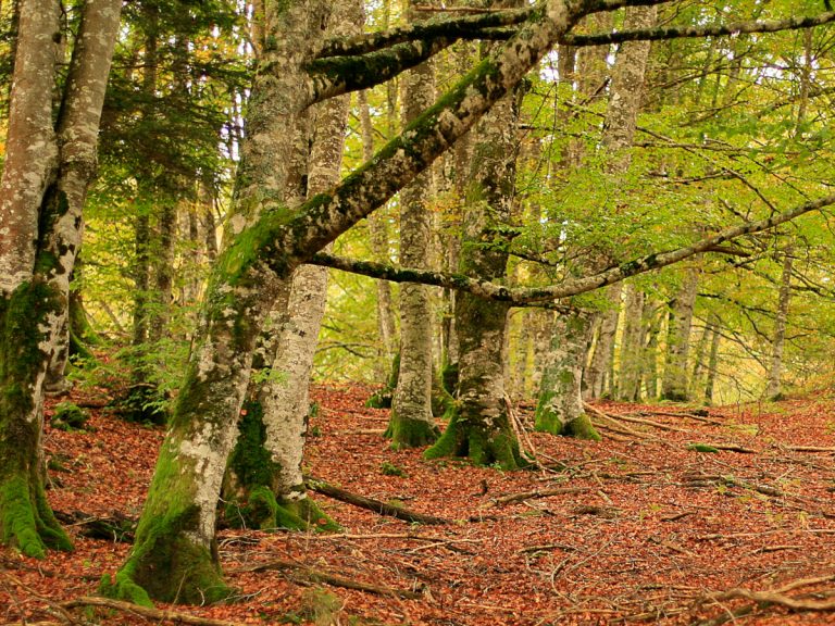 Selva de Irati, Navarra / Foto: Miguel Ángel García Ólvega [CC BY 2.0] Wikimedia Commons