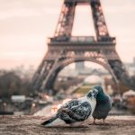 Paris, Francia / Foto: Fabrizio Verrecchia (unsplash)