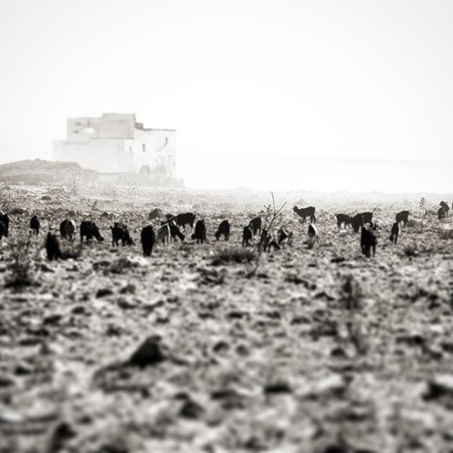 Memorias de Sidi Kaouki