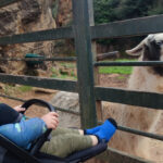 Visitando las llamas. Cabárceno con niños. Foto: Eduardo Azcona