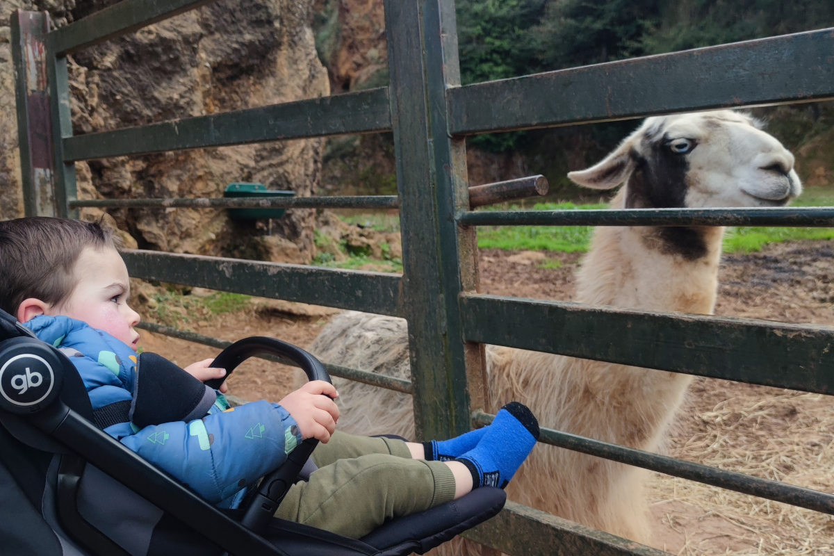 Visitando las llamas. Cabárceno con niños. Foto: Eduardo Azcona