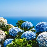 Flores en Madeira / Foto: Josefin Bc (unsplash)