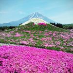 Fuji Shiba-sakura Festival / Foto: Marco Montero Pisani (unsplash)