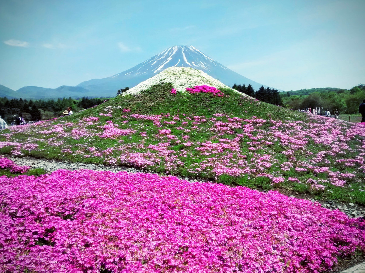 Fuji Shiba-sakura Festival / Foto: Marco Montero Pisani (unsplash)