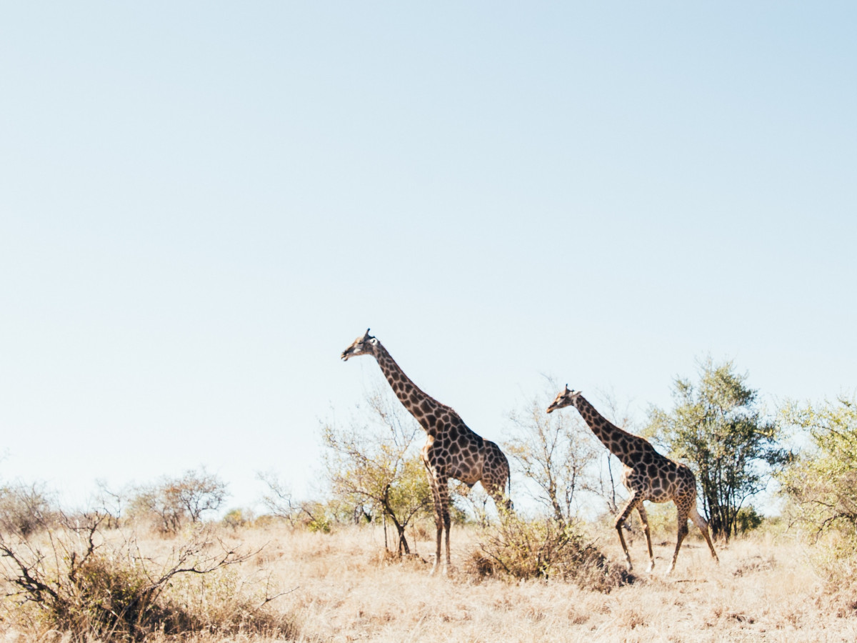 Safari / Foto: Tobin Rogers (unsplash)