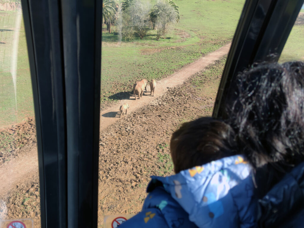 Los elefantes desde la telecabina. Cabárceno. Foto: Eduardo Azcona