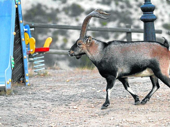 ¿Son peligrosas las cabras montesas?  Qué hacer si te encuentras con uno